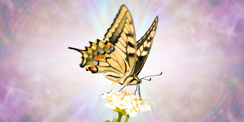 アゲハ蝶のスピリチュアルな意味